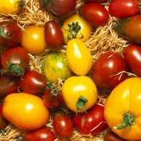 Peppers, Tomatoes Lower Risk of Parkinson's