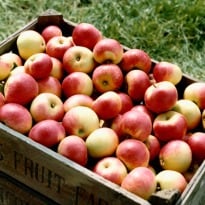 Apple Compound May Help Burn Fat, Reduce Obesity