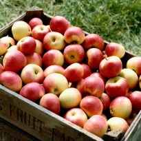 Apple Compound May Help Burn Fat, Reduce Obesity