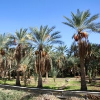 9th Liwa Date festival Kicks off in Abu Dhabi