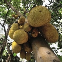Jackfruit: Poor Man's Fruit Goes to Waste in Meghalaya