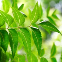 Indian Scientists Use Neem Protein to Fight Cancer