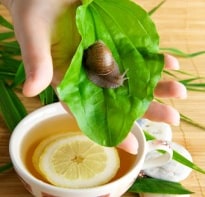 Beauty Treatment in Japan - Snails on Your Face