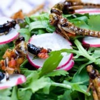 Grub's up: Can Insects Feed the World?