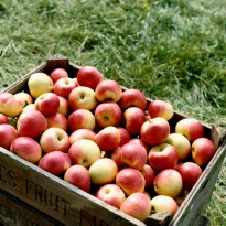 Apples Losing Their Crunch to Global Warming: Study