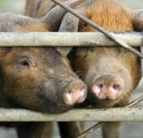 Oink Oink! No Five-Star Morsels for Goa Pigs