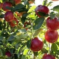 Cornell University Seeks the Perfect Apple