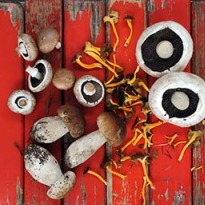 Why Mushrooms are Good for You