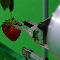 Japan robot can pick strawberry fields forever for farmer