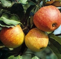 The SweeTango is the Next Big Thing in Apples. And I Want it all to Myself