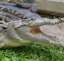 Growing Taste for Crocodile Meat Worries Conservationists
