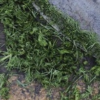 How to Keep Greens Fresh | Kitchen tips
