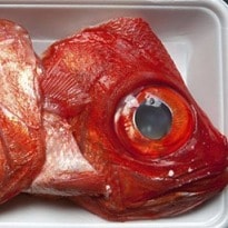  Forget fillets - try fish heads and sperm instead 