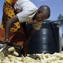 Leaked IPCC report links climate change to global food scarcity 