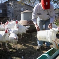 Tipsy turkeys: Birds fed beer for flavor, size