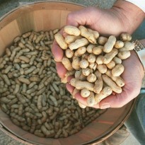Eating Nuts is Tied to Lower Risk of Death