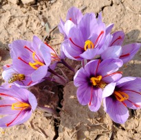 This royal spice blooms in Kashmiri fields 