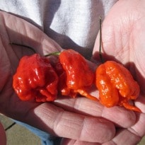 World's hottest pepper is grown in United States