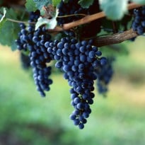 Grapes to do away with acne, skin dryness