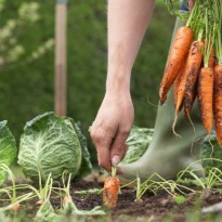 This vegetable farm uses seawater and almost no pesticides