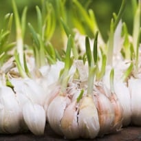 Eat Sprouting Garlic For Heart-Healthy Antioxidants