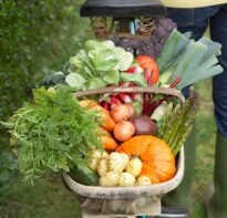 Delhi HC concerned over pesticides in vegetables