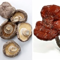 Could Mushrooms Be The Cure for Cancer?