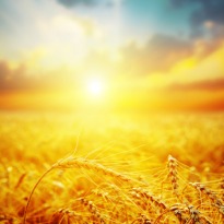 Future heat waves threaten global food supply