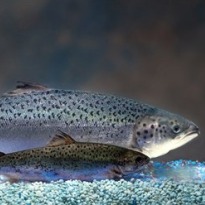 Genetically engineered meat could become a reality