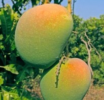 European Union bans Indian Alphonso mangoes & vegetables