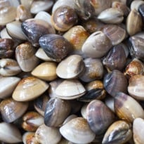 Goa begins probe into the strange mass death of clams