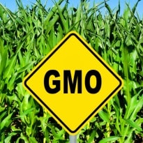 The hot debate about genetically modified foods