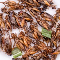 Eating the Worm: An Astronaut's New Diet?