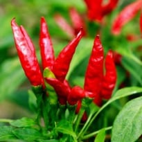Saudi Arabia bans import of Indian chili peppers