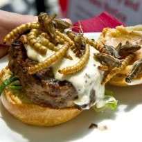 Adventurous Dining with Grasshopper Burgers and More