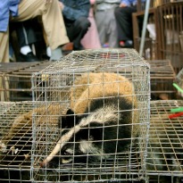 Eating Rare Animals is a Criminal Offense in China