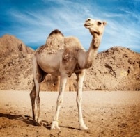 Unbelievable Goodies in Camel's Milk