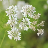 Ten of the Best Herbs to Grow in Containers
