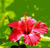 Indian Scientists Discover How Hibiscus May Help Diabetics