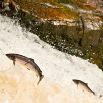 Don't Buy Wild-Caught Salmon, British Shoppers Told