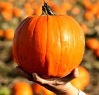 UK Farmers Warn of Pumpkin Crisis in Runup to Halloween