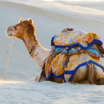 India May Soon Package and Sell Camel Milk!