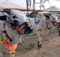 Cows Fattened With Cancer-Causing Steroids Ahead of Eid