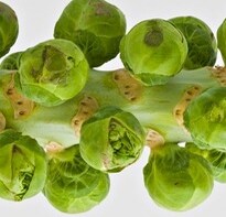 Time Has Arrived for Reacquainting Yourself with Brussels Sprouts