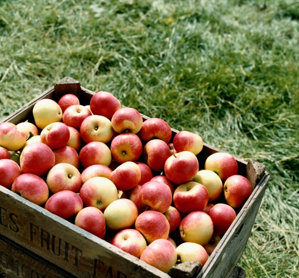 Apples Apples