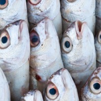 Are Aquaculture and Fisheries a Solution to Food Insecurity? 