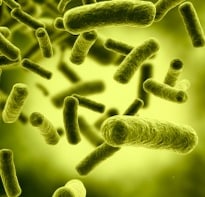Healthy Gut Bacteria May Prevent Metabolic Syndrome