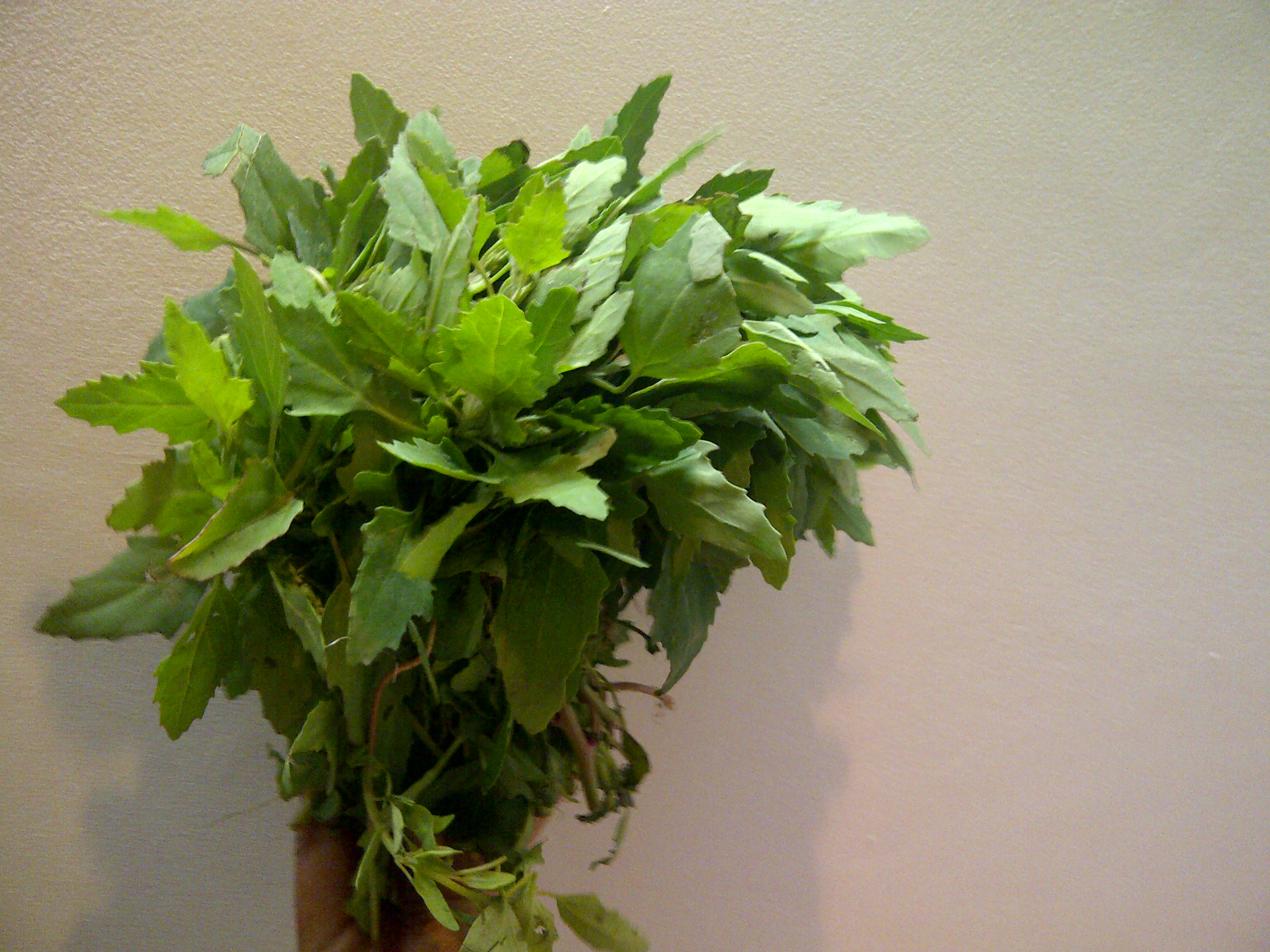 Pigweed Pigweed
