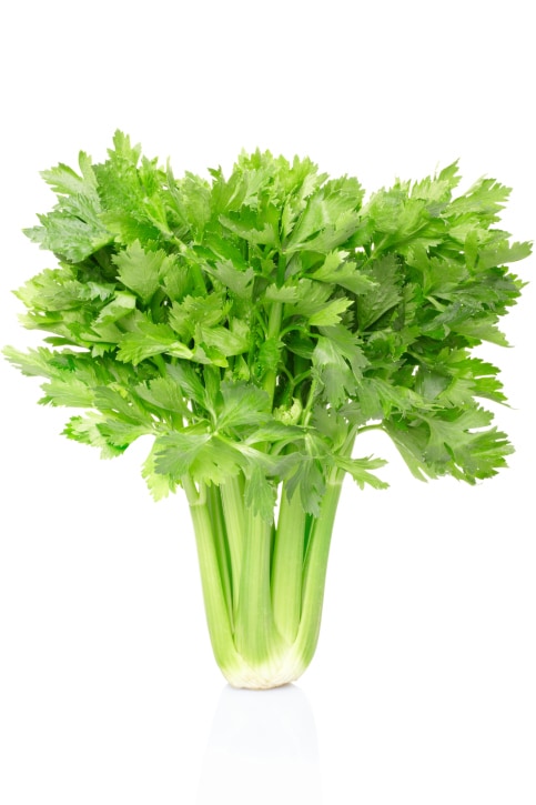 Celery