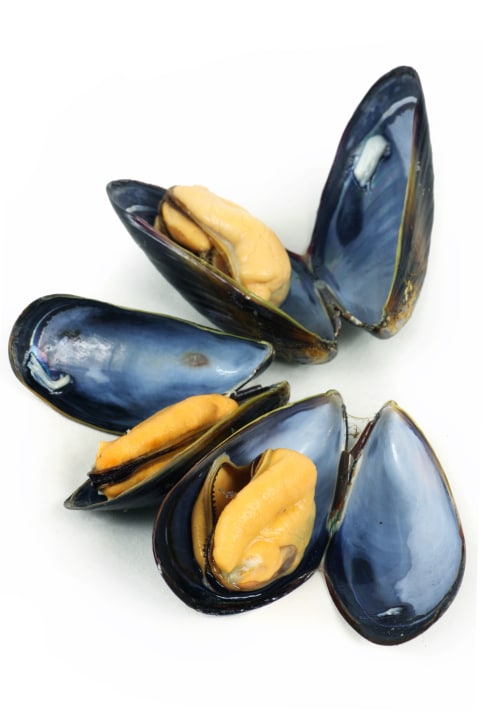 Mussels in English, Mussels Recipes